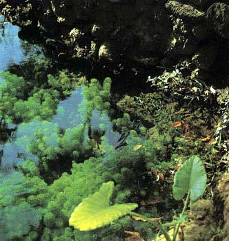 Великолепные биотипы растений образуются различными источниками в высокогорье Шри-Ланки. Над поверхностью воды можно распознать пышные заросли Limnophila indica. На переднем плане Alocasia macrorrhiza
