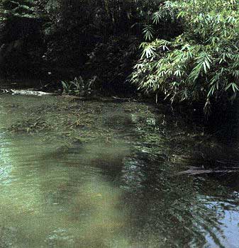 Русло речушки на юге Шри-Ланки: Aponogeton rigidifolius раскинул свои побеги над водным зеркалом спокойного затона. На заднем плане группой - Lagenandra ovata