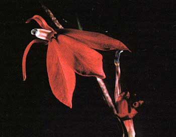  Lobelia cardinalis