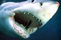 В США акула произвела потомство в результате "непорочного" зачатия