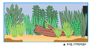 Планирование ландшафта аквариума