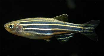   (Danio rerio)