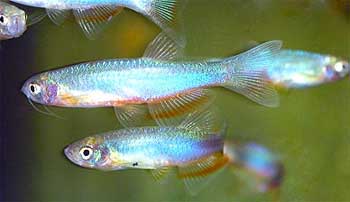   (Danio roseus)      ,   .      