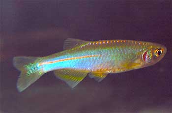   (Danio albolineatus),     .       ,       ,       ,     