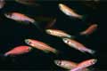 Генетически модифицированные рыбки контрабандой попадают в Германию