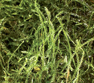 Яванский мох (Vesicularia dubyana)