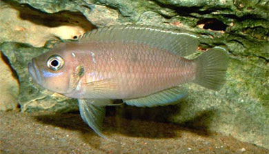 Neolamprologus brevis (Boulenger, 1899)