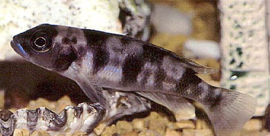 Neolamprologus boulengeri (Steindachner, 1909)