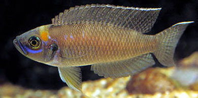 Neolamprologus calliurus (Boulenger, 1906)