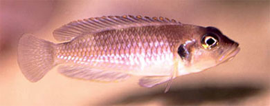 Lamprologus ocellatus (Steindachner, 1909)