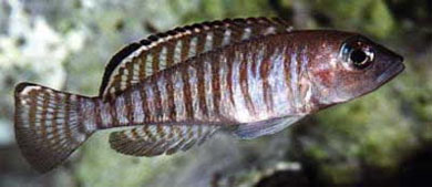 Lamprologus signatus (Poll, 1952)