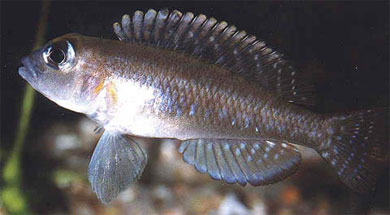 Lamprologus ornatipinnis (Poll, 1949)