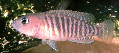 Neolamprologus multifasciatus (Boulenger, 1906)