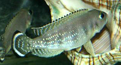 Lepidiolamprologus meeli (Poll, 1948)