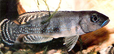 Lamprologus kungweensis (Poll, 1956)