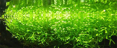   (Ricca fluitans)