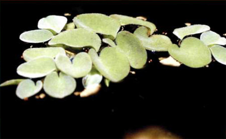   (Salvinia auricuata)