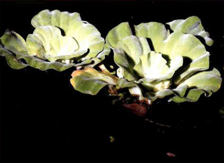  (Pistia stratiotes)