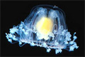 Единственное бессмертное существо на земле - медуза