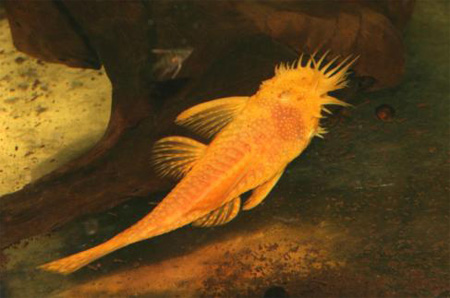 Ancistrus sp. Gold.