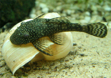   (Ancistrus dolichopterus)