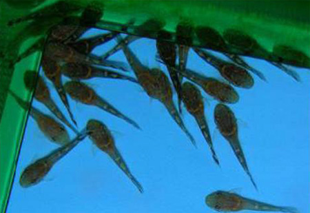   (Ancistrus dolichopterus)