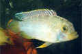 -  (Apistogramma nijsseni, Panda dwarf cichlid, Nijssens dwarf cichlid, Panda apisto)