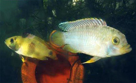 -  (Apistogramma nijsseni, Panda dwarf cichlid, Nijssens dwarf cichlid, Panda apisto)