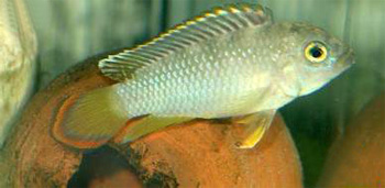 -  (Apistogramma nijsseni, Panda dwarf cichlid, Nijssens dwarf cichlid, Panda apisto), 