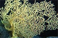 Обнаружены глубоководные кораллы