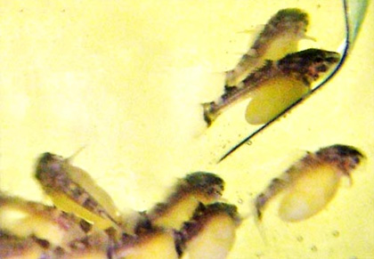  Hypancistrus sp. L-260