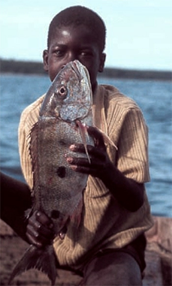    : Boulengerochromis microlepis