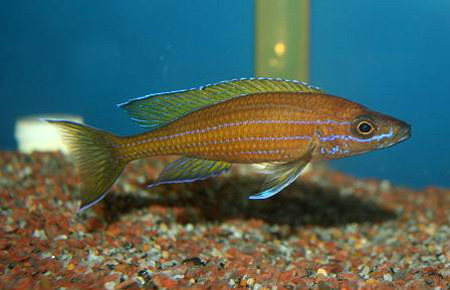 Paracyprichromis nigripinnis 