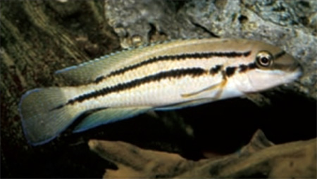 Chalinochromis sp. 