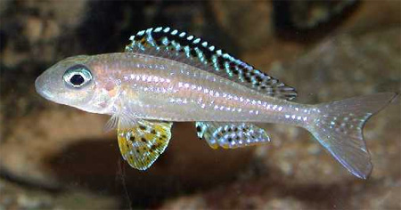 Xenotilapia papilio 