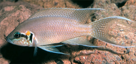 Neolamprologus brichardi, 