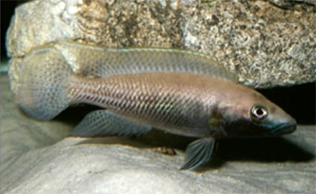 Neolamprologus nigriventris. : . Zurlo