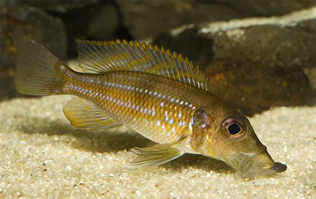 Gnathochromis permaxillaris. : H.-. Even