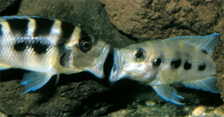  ... Neolamprologus sexfasciatus 