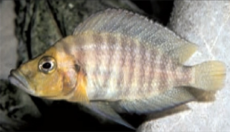 Altolamprologus compressiceps 