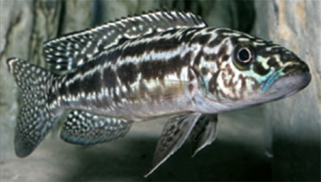 Lepidiolamprologus kendalli. : . Zurlo