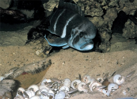 Cyphotilapia frontosa    Neolamprologus multifasciatus  