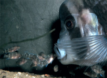 Cyphotilapia frontosa,      . : . Zurlo