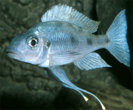 Opthalmotilapia ventralis, . : . Zurlo