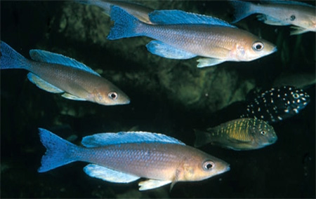 Cyprichromis leptosoma, . : . Zurlo