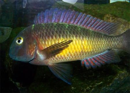 Tropheus moorii 