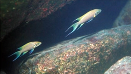 Neolamprologus pulcher 