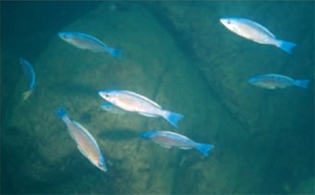 Cyprichromis leptosoma 