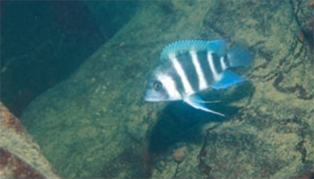   (Cyphotilapia frontosa)    . : . Zurlo