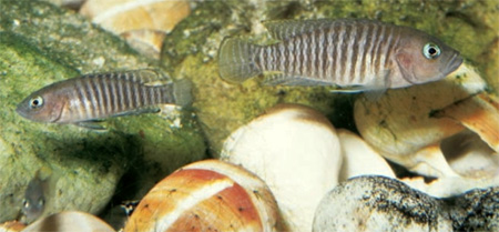 Neolamprologus multifasciatus,   